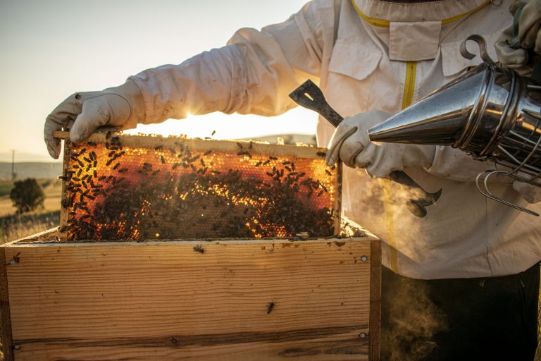 Apicoltura Piana protegge gli apicoltori italiani