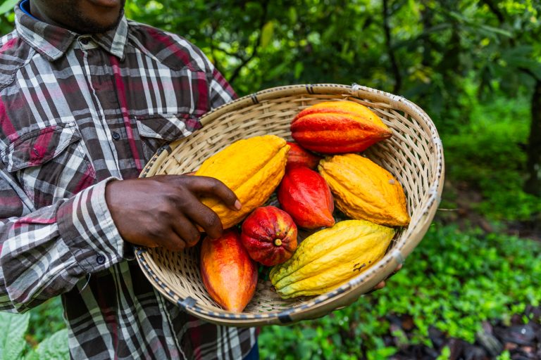 La crisi climatica mette in ginocchio il mercato del cacao. Necessarie scelte più sostenibili