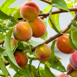“Frutteti protetti”: l’Emilia-Romagna porta a Macfrut il progetto