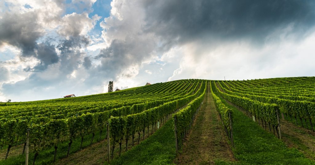 Ristrutturazione differita o espianti? Il dibattito infiamma il settore vitivinicolo